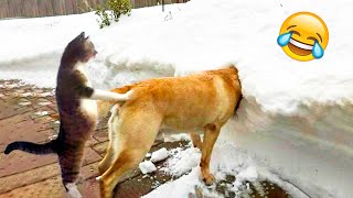 Funniest Dogs And Cats Videos 😅 - Best Funny Animal Videos 2022😇 #13
