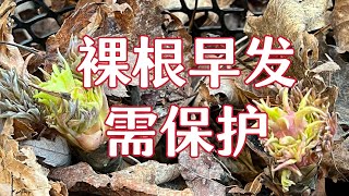 青石话牡丹芍药 2024年晚冬  裸根牡丹长势有喜有忧  担心春寒  Tree peony Winter watching 2024