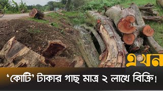 বন বিভাগের বিরুদ্ধে অবৈধভাবে গাছ কাটার অভিযোগ | Khulna Tree Auction | Ekhon TV