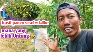 perbedaan hasil panen cabe serasi vs kaliber