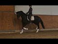 2020 outstanding dressage prospect