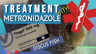 METRONIDAZOLE TREATMENT FOR DISCUS FISH - FLAGYL - Part 1 of the treatment