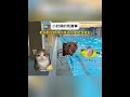 小时候的荒唐事 猫meme 猫meme小剧场 搞笑 故事 funny 貓 cat 迷恋 萌宠 遊戲 貓咪 cute meme memes