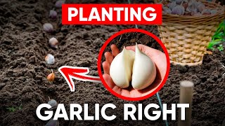 All Tips for Planting Garlic Before Winter! (SUPER WAY OF PLANTING GARLIC)