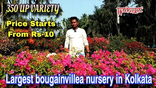 India's best Bougainvillea Nursery Collection / Biggest Nursery in kolkata