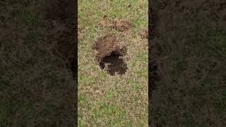 Repair sink hole in yard