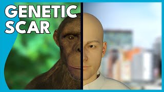 The Genetic Scar That Shows Where We Came From