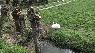 Wie zit er achter de moord op tientallen zwanen in de Alblasserwaard?