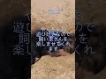 ペットにしたい犬の紹介 ウェルシュテリア dog 犬のいる暮らし 犬好きさんと繋がりたい