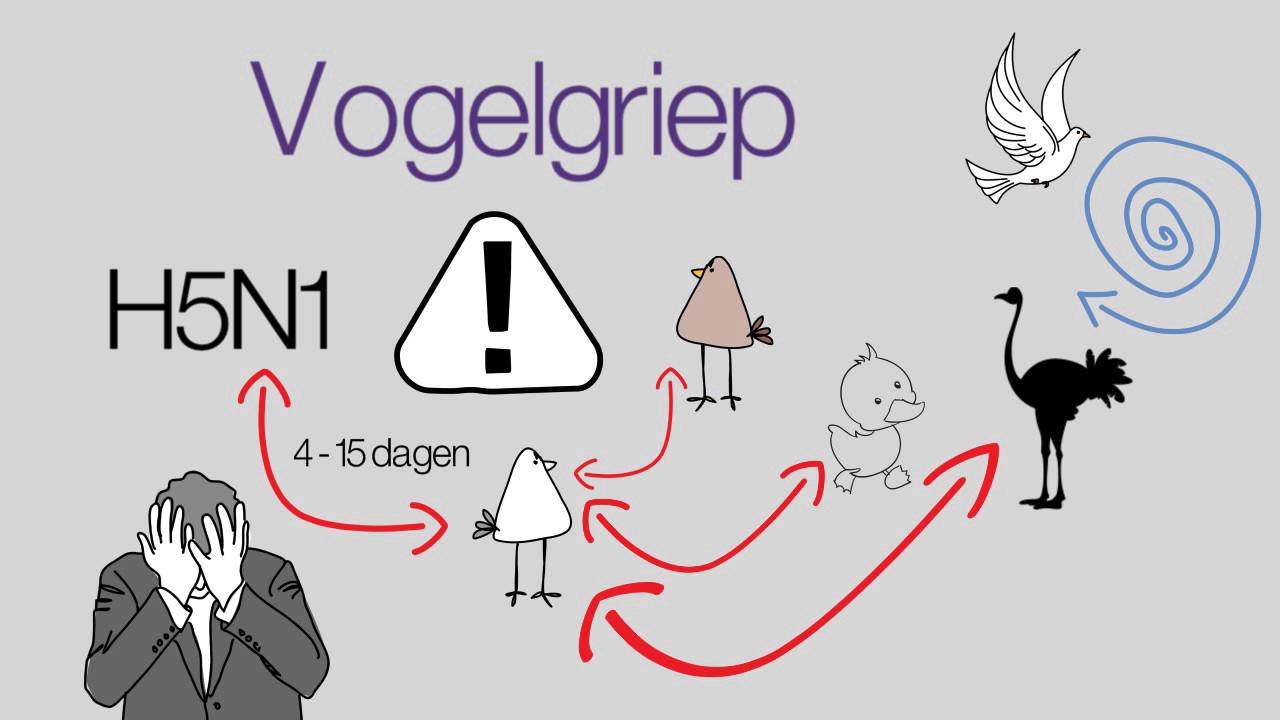 Vogelgriep - YouTube