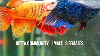 Betta Fish Community | 1 Male | 3 Females