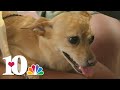 UT College of Veterinary Medicine talks pet allergies