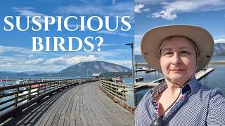 Suspicious Birds at Salmon Arm Wharf | A Mystery Writer Explores BC