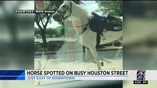 Horse spotted on busy Houston street