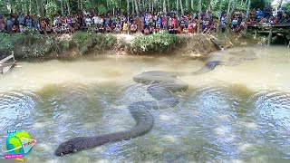 🔴 Bukti Nyata Suku Dayak Membuktikan Adanya Sosok Ular Raksasa Nabau di Hutan Kalimantan!!