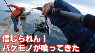 堤防でアオリを釣ってたら信じられないバケモノが喰ってきた！！！