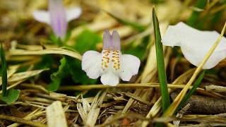 春のつるべ落とし道に咲く花々