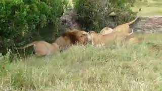 Lion in forest.....જંગલ મા સિંહ ની મસ્તી.....