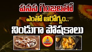 పనస గింజలతో ఎంతో ఆరోగ్యం.. నిండుగా పోషకాలు : Jack Fruit Seeds Benefits | Panasa Ginjalu | JJM