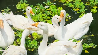 വാത്ത വളർത്തൽ | Goose farming in perumbavoor