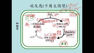 11201選修生物(二)3-2-11光合作用的碳反應 -卡爾文循環(二禮)(有字幕)