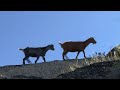 In Portugal, goats are helping to fight forest fires