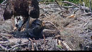 Feeding Time On Savannah Osprey Cam – May 9, 2018