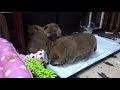 2月14日生まれの柴犬子犬プチ部屋デビュー♪