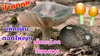 Ep.81 เก็บเห็ดถ่าน เห็ดระโงก 🍄🍄 ป่าเดิมหมานๆ/Picking wild mushrooms TX USA