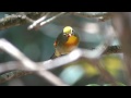 野鳥撮影・ 野鳥動画・ソウシチョウ　red billed leiothrix