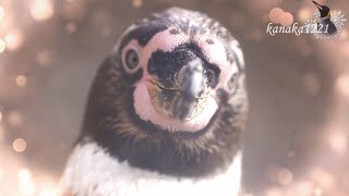 海響館 フンボルトペンギン”コムギちゃん”がカワイイだけのビデオ