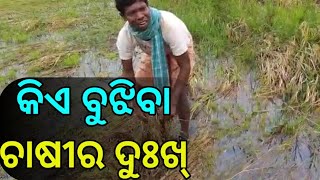 କିଏ ବୁଝବା ଚାଷିର୍ ଦୁଃଖ୍ । heavy damage paddy due to rain । bargarh tv। odisha