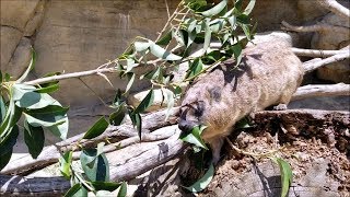 「ムシャムシャ (munching)」”ケープハイラックス (Cape Hyrax)”  よこはま動物園ズーラシア (2019/04/09)