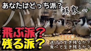 今日の小庭総集編(鳩数４羽)250117