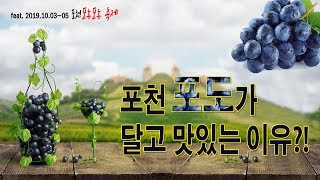 포천 포도?! 왜 달고 맛있을까요?! (feat. 포농포농 축제)