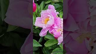 芍薬の花「舞容」／CHINESE PEONY \