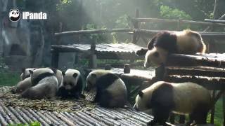 A panda dryer teaches you how to dry yourself quickly.