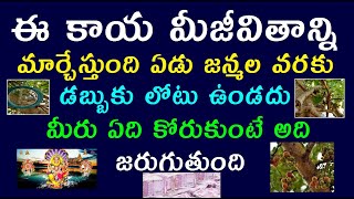 ఈ కాయ మీ జీవితాన్నే మార్చేస్తుంది ఏడు జన్మల వరకు డబ్బుకు లోటు ఉండదు మీరు ఏదికోరుకుంటే అది జరుగుతుంది