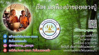 เสียงธรรมจากวัดโนนพระแก้ว เรื่อง มะเฟืองป่าของหลวงปู่