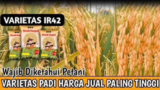 VARIETAS PADI UNGGULAN IR 42 || Padi Dengan Harga Jual Paling Mahal Tahun 2022