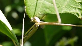 葉を食べるナナフシ Baculum elongatum