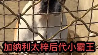 加纳利太梓后代小霸王，来到犬舍之后性格活泼开朗，吃饭狼吞虎咽 普雷萨加纳利犬 猛犬 梦中情犬 自繁自养 犬伴一生