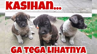 NEMU ANAK ANJING DI GOT DAN LAHAN KOSONG