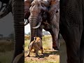 baby lion attacking big elephant reels animals babyanimal funny wildlife shorts