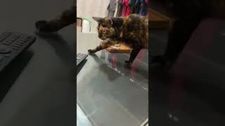 突然始まる猫パンチの応酬、今日はサビ猫ここにゃが悪い(笑)【サビ猫ここにゃの癒し動画】#shorts