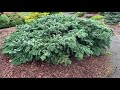 abies amabilis spreading star pacific silver fir stunning color and texture on this conifer