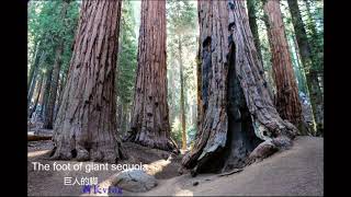 Sequoia National Park 巨人杉国家公园