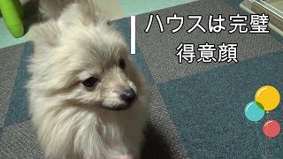 得意げな顔が可愛い！　ポメチワミックス子犬ポン太