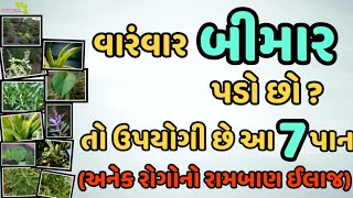 વારંવાર બીમાર પડો છો તો ઉપયોગી છે આ 7 પાન || Veidak vidyaa || Part 1 ||