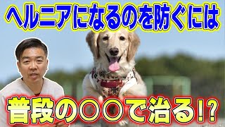 【犬の暮らし＃69】ヘルニアになるのを防ぐには普段の◯◯で治る！？